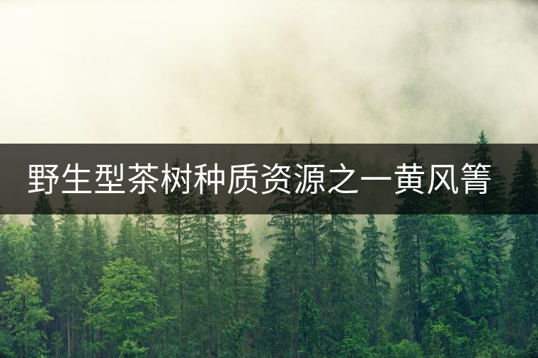 野生型茶樹種質(zhì)資源之一黃風(fēng)箐茶