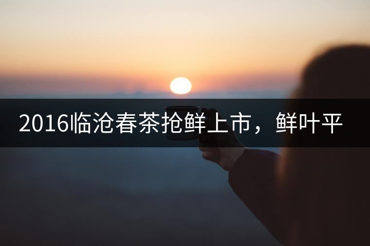 2016臨滄春茶搶鮮上市，鮮葉平均價(jià)同比去年減幅6.3%