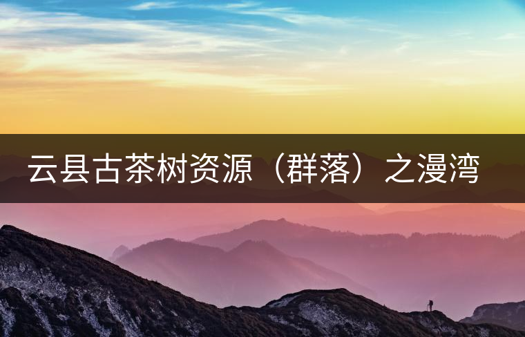 云縣古茶樹(shù)資源（群落）之漫灣鎮(zhèn)、茂蘭鎮(zhèn)大丙山