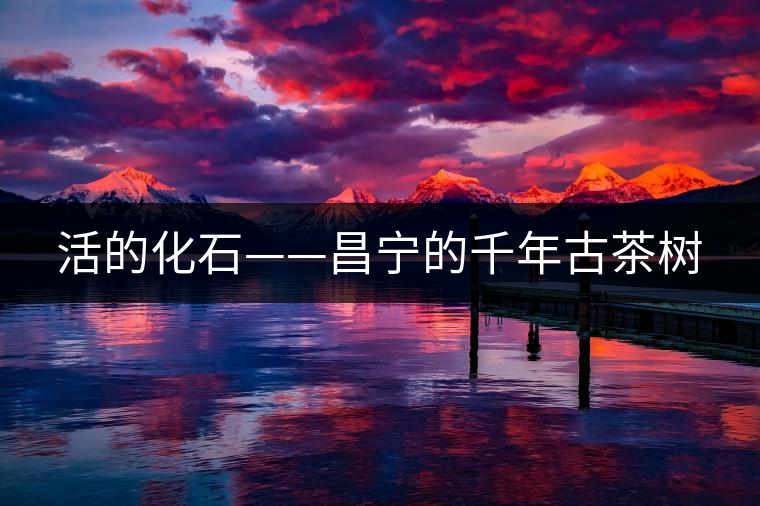 活的化石——昌寧的千年古茶樹(shù)