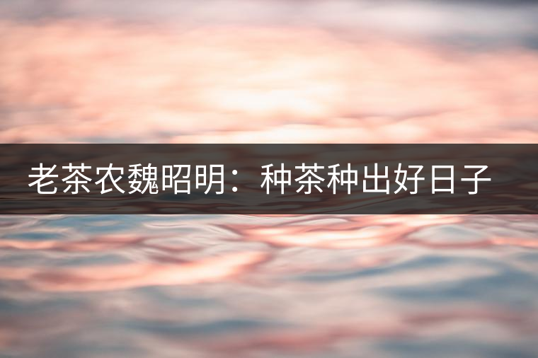 老茶農(nóng)魏昭明：種茶種出好日子 望打入國(guó)際市場(chǎng)
