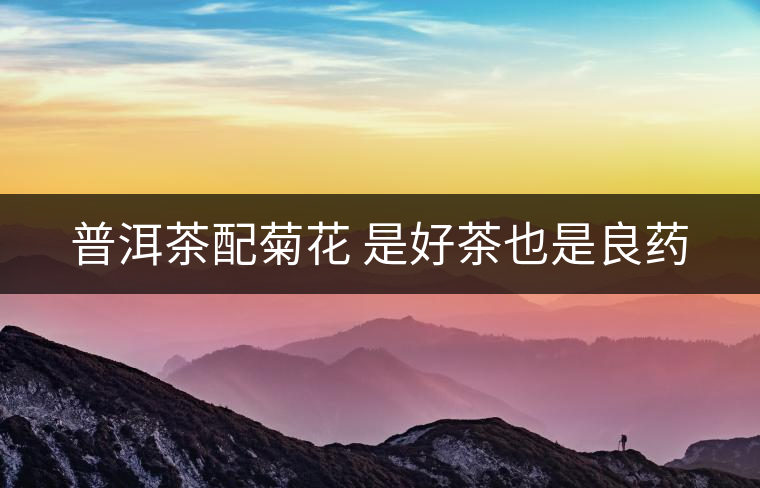 普洱茶配菊花 是好茶也是良藥 普洱茶配菊花 是好茶也是良藥