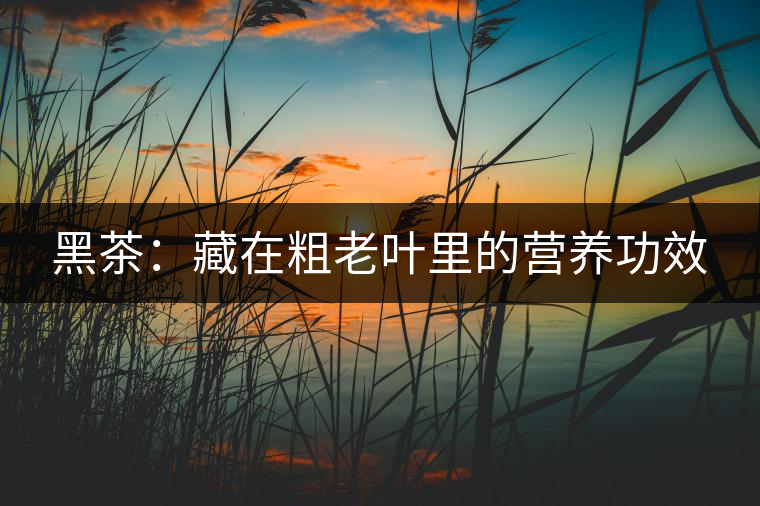 黑茶:藏在粗老葉里的營(yíng)養(yǎng)功效 黑茶:藏在粗老葉里的營(yíng)養(yǎng)功效