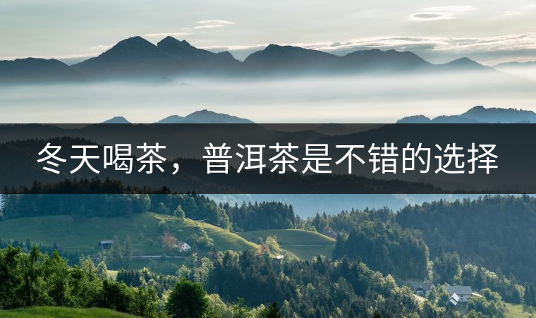 冬天喝茶，普洱茶是不錯的選擇