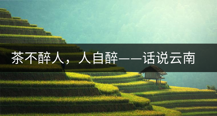 茶不醉人,人自醉——話說(shuō)云南冰島普洱茶 茶不醉人,人自醉——話說(shuō)云南冰島普洱茶