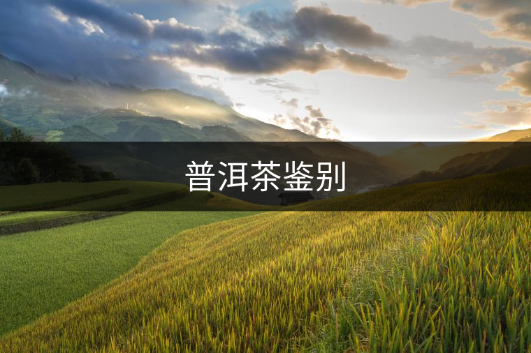 普洱茶鑒別