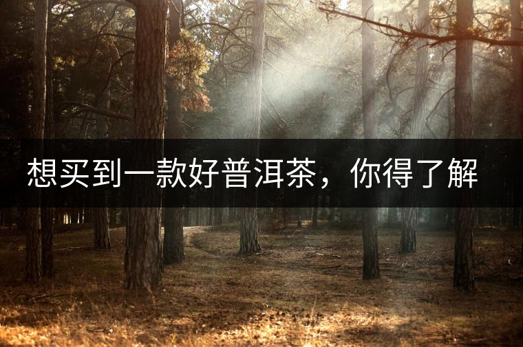 想買(mǎi)到一款好普洱茶，你得了解這些……