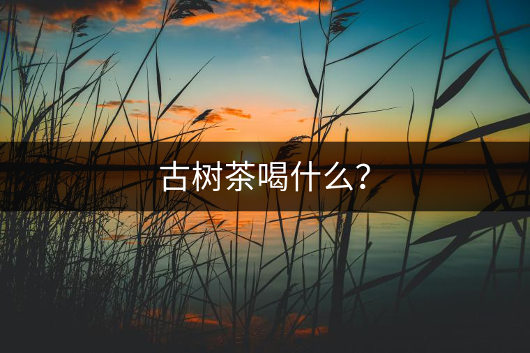 古樹茶喝什么？