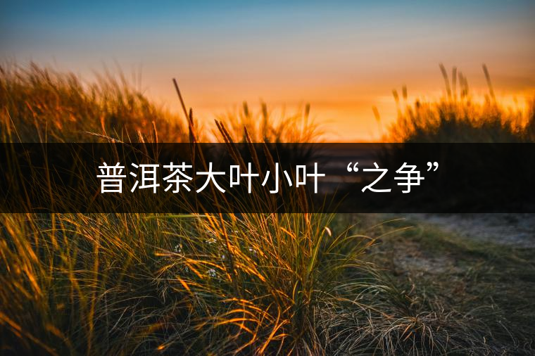 普洱茶大葉小葉“之爭”
