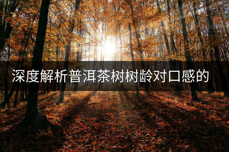 深度解析普洱茶樹樹齡對口感的影響 深度解析普洱茶樹樹齡對口感的影響