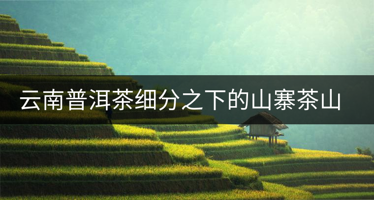 云南普洱茶細分之下的山寨茶山頭茶趨勢 云南普洱茶細分之下的山寨茶山頭茶趨勢
