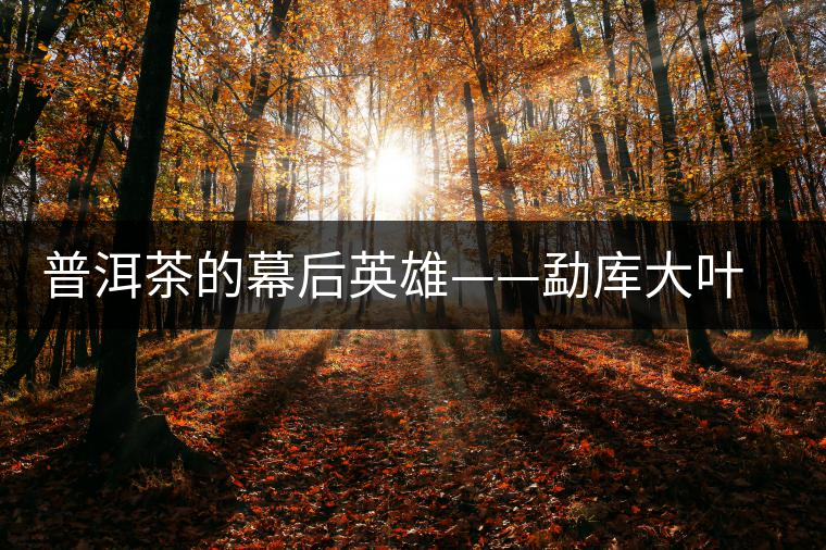 普洱茶的幕后英雄——勐庫大葉種茶