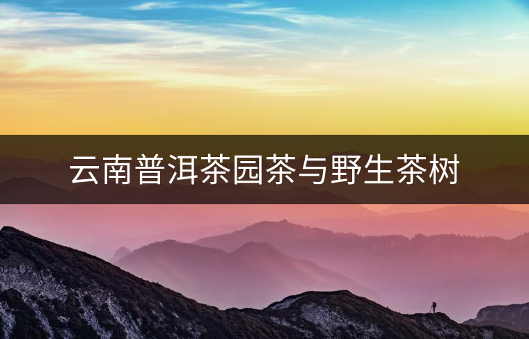 云南普洱茶園茶與野生茶樹