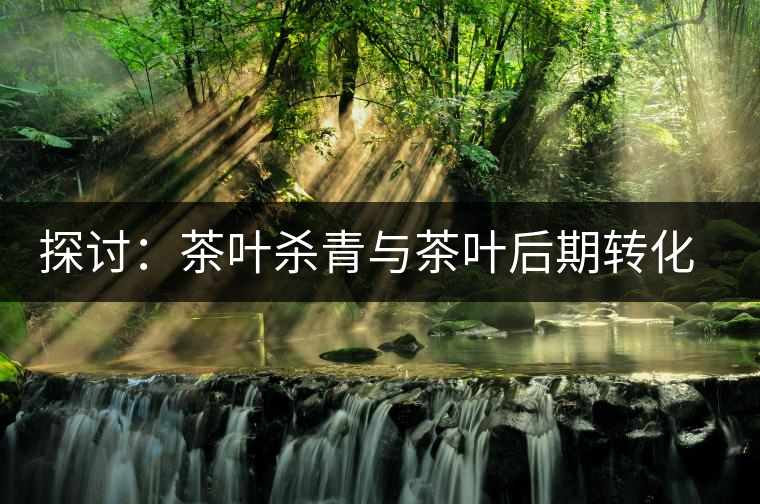 探討：茶葉殺青與茶葉后期轉(zhuǎn)化有什么關(guān)系？