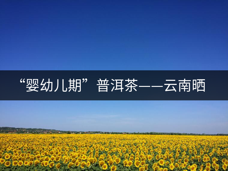 “嬰幼兒期”普洱茶——云南曬青綠茶