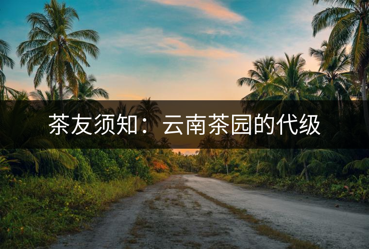 茶友須知：云南茶園的代級