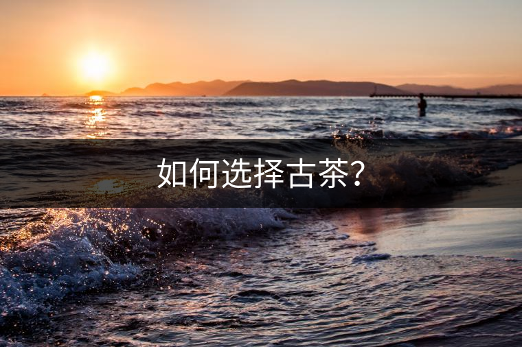 如何選擇古茶？