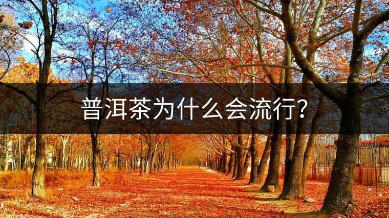 普洱茶為什么會流行? 普洱茶為什么會流行?