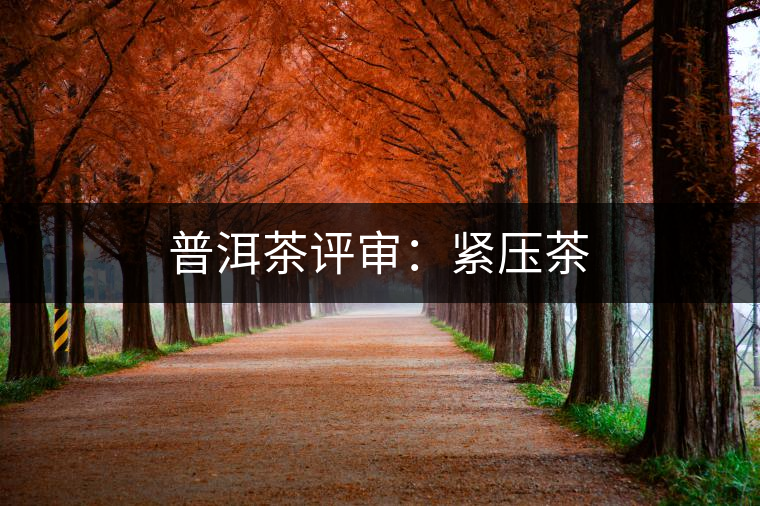 普洱茶評審：緊壓茶