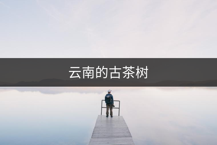 云南的古茶樹(shù) 云南的古茶樹(shù)