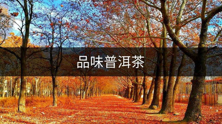 品味普洱茶 品味普洱茶