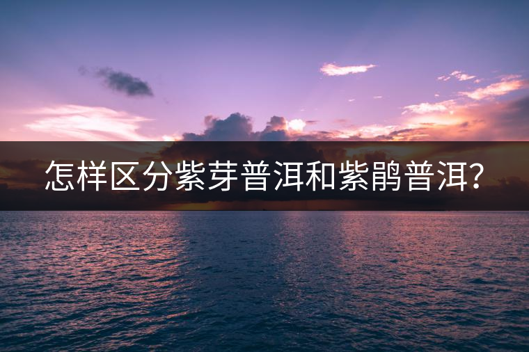 怎樣區(qū)分紫芽普洱和紫鵑普洱？