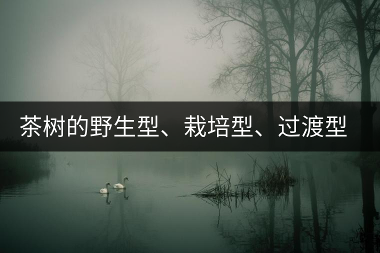 茶樹的野生型、栽培型、過(guò)渡型是怎么界定的？
