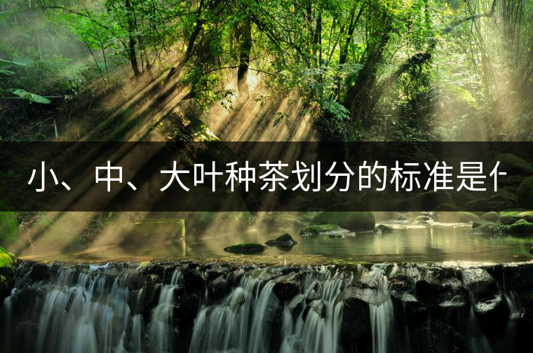 小、中、大葉種茶劃分的標(biāo)準(zhǔn)是什么？