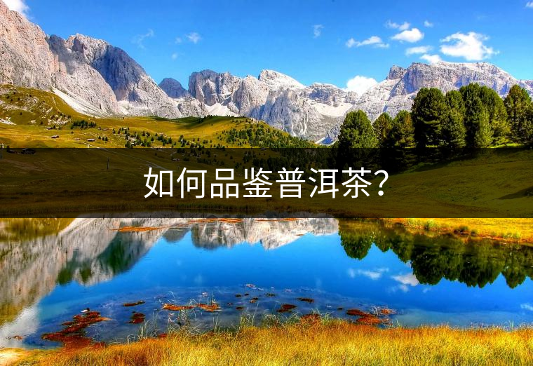 如何品鑒普洱茶？