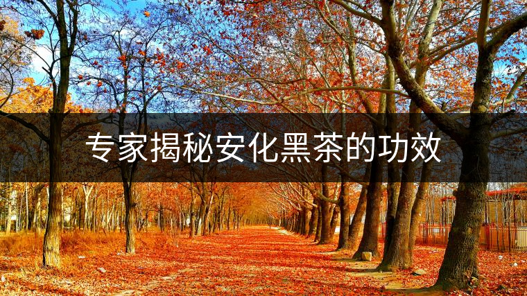 專家揭秘安化黑茶的功效 專家揭秘安化黑茶的功效