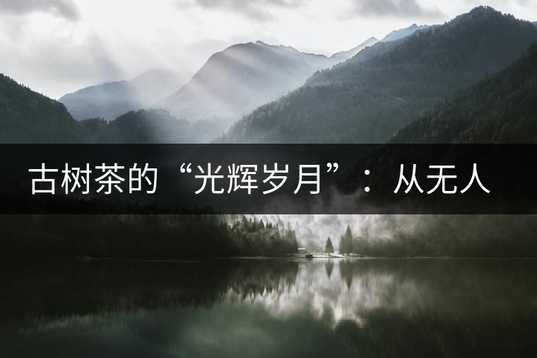 古樹(shù)茶的“光輝歲月”：從無(wú)人問(wèn)津到火遍茶界