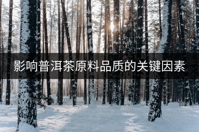 影響普洱茶原料品質(zhì)的關(guān)鍵因素 影響普洱茶原料品質(zhì)的關(guān)鍵因素
