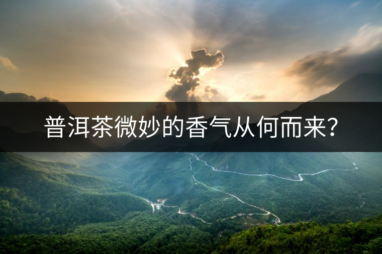 普洱茶微妙的香氣從何而來(lái)？