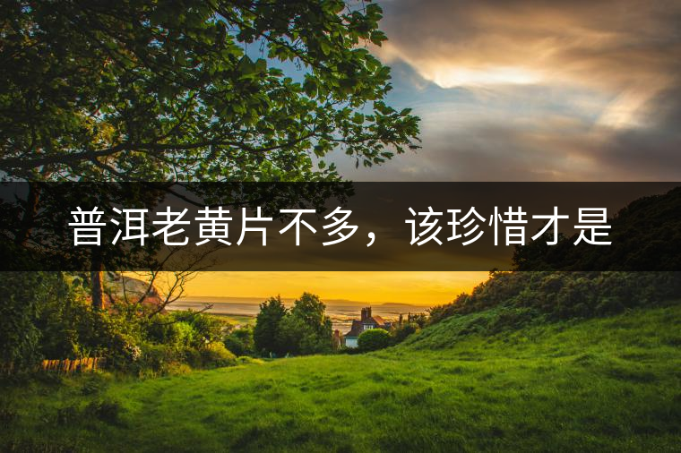 普洱老黃片不多，該珍惜才是