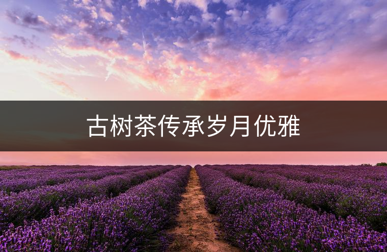 古樹(shù)茶傳承歲月優(yōu)雅