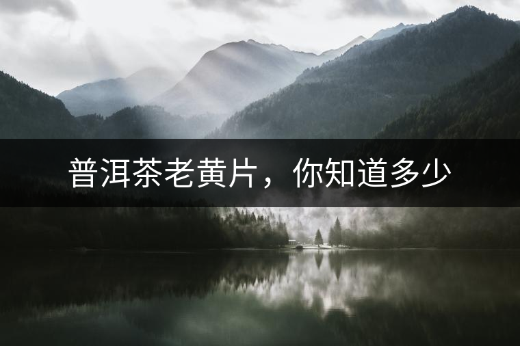 普洱茶老黃片，你知道多少