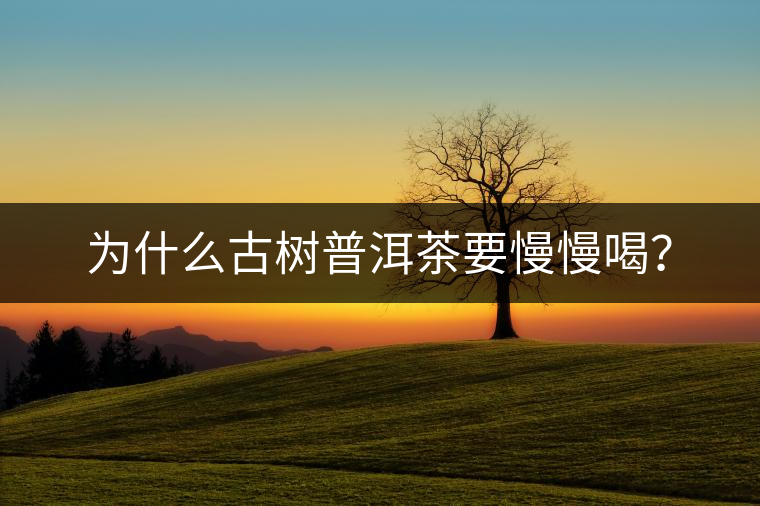 為什么古樹(shù)普洱茶要慢慢喝？