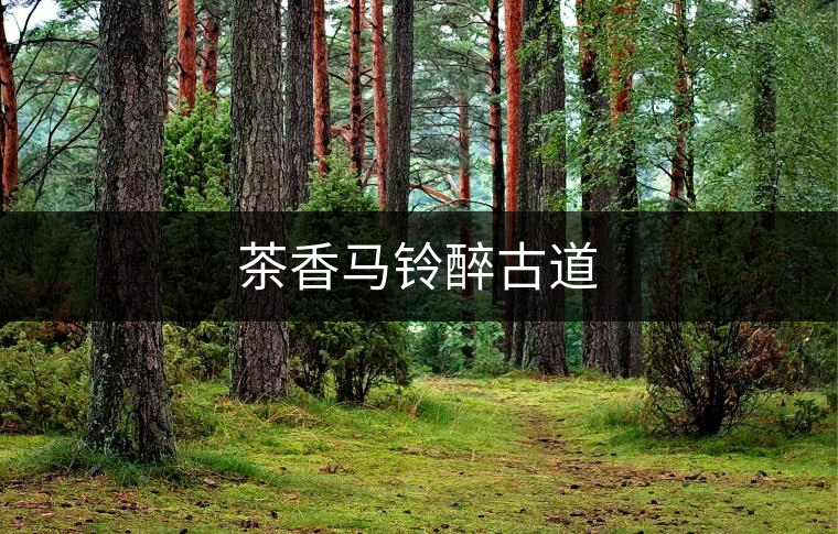 茶香馬鈴醉古道