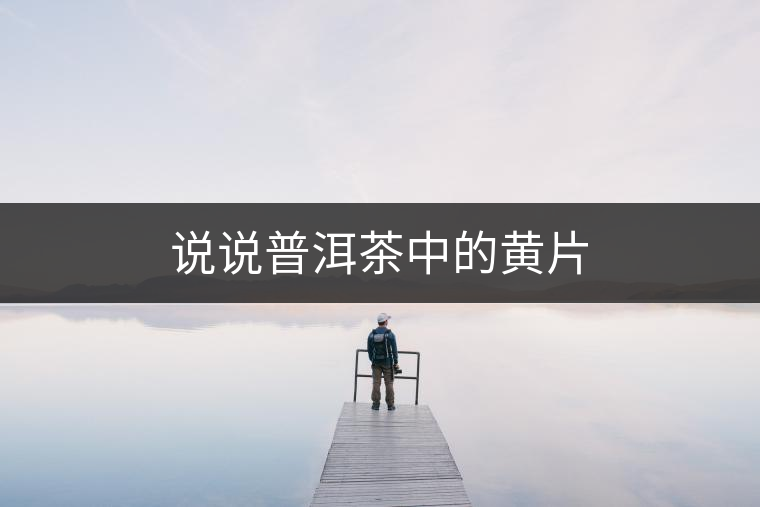 說(shuō)說(shuō)普洱茶中的黃片 說(shuō)說(shuō)普洱茶中的黃片