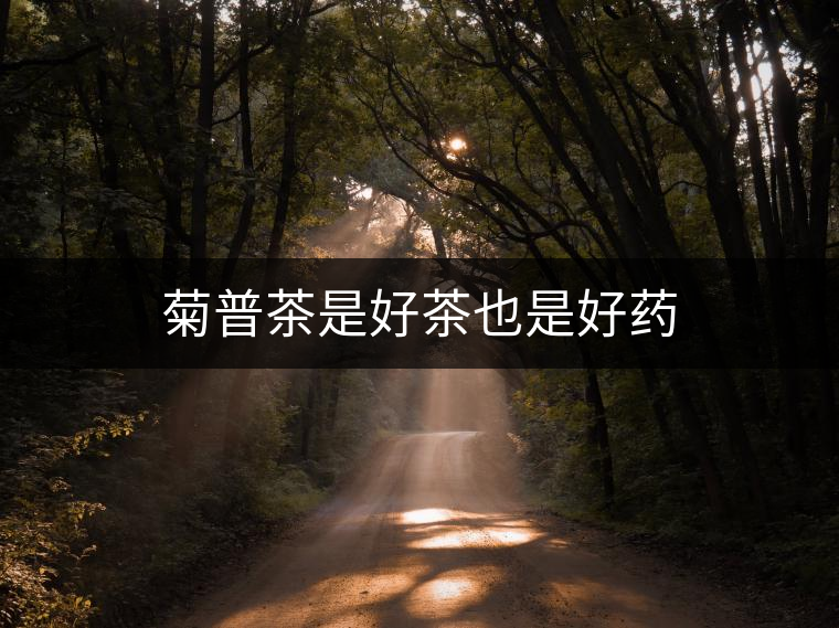 菊普茶是好茶也是好藥 菊普茶是好茶也是好藥