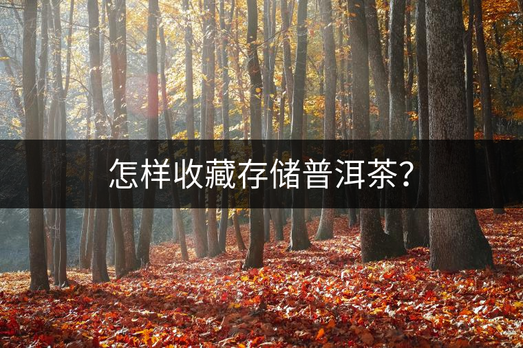 怎樣收藏存儲(chǔ)普洱茶？