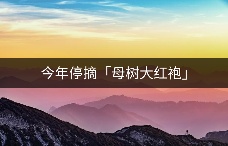 今年停摘「母樹大紅袍」 今年停摘「母樹大紅袍」