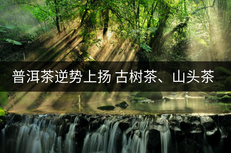 普洱茶逆勢上揚 古樹茶、山頭茶遭“熱捧”