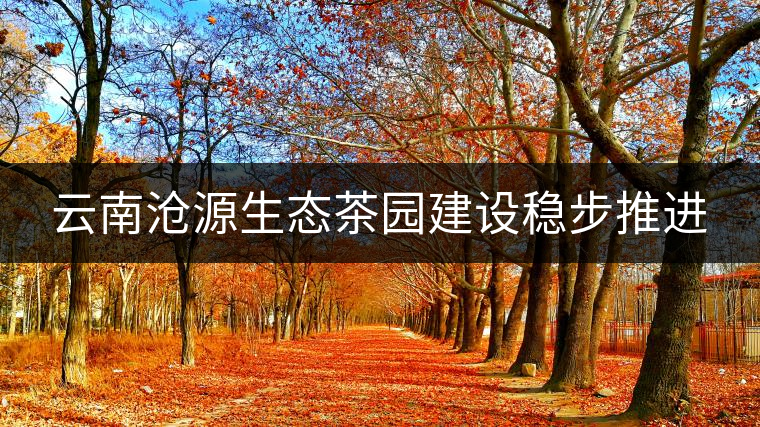 云南滄源生態(tài)茶園建設(shè)穩(wěn)步推進(jìn)