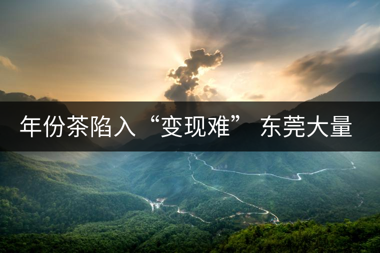 年份茶陷入“變現難” 東莞大量藏家被套 年份茶陷入“變現難” 東莞大量藏家被套