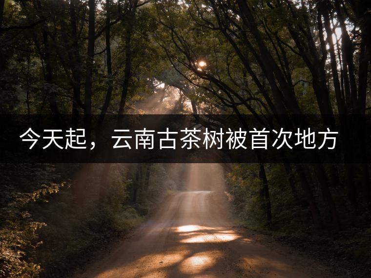 今天起，云南古茶樹被首次地方立法保護