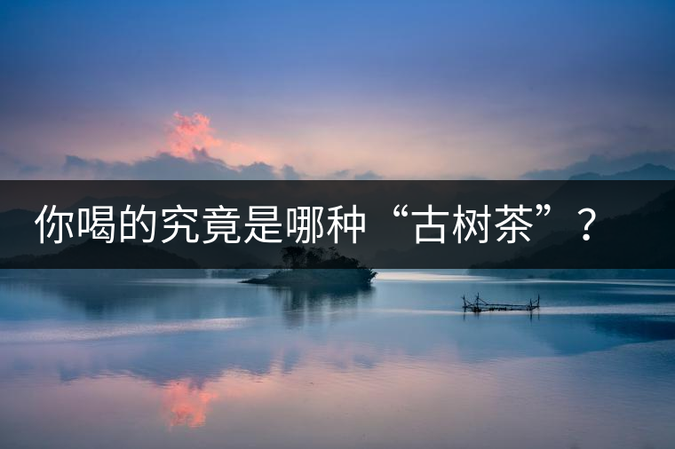 你喝的究竟是哪種“古樹茶”？（收茶必備知識）