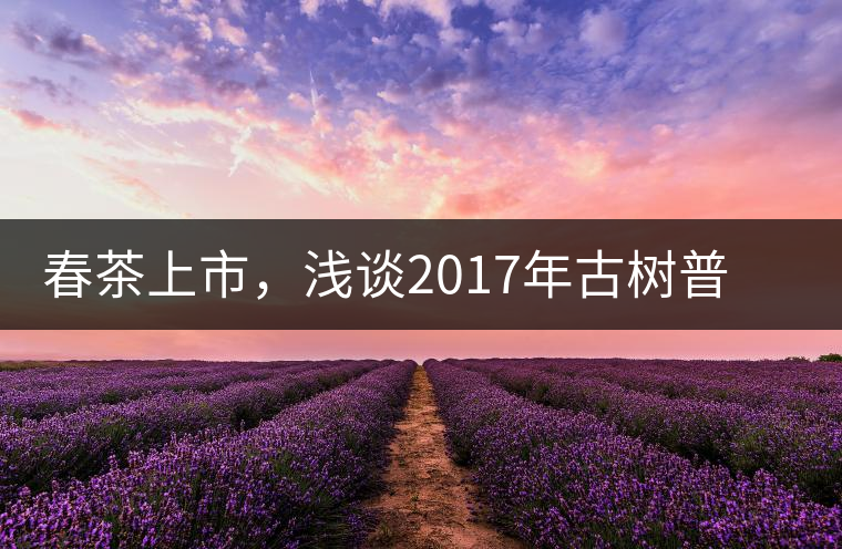 春茶上市，淺談2017年古樹普洱茶的市場增值潛力