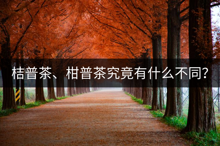 桔普茶、柑普茶究竟有什么不同？
