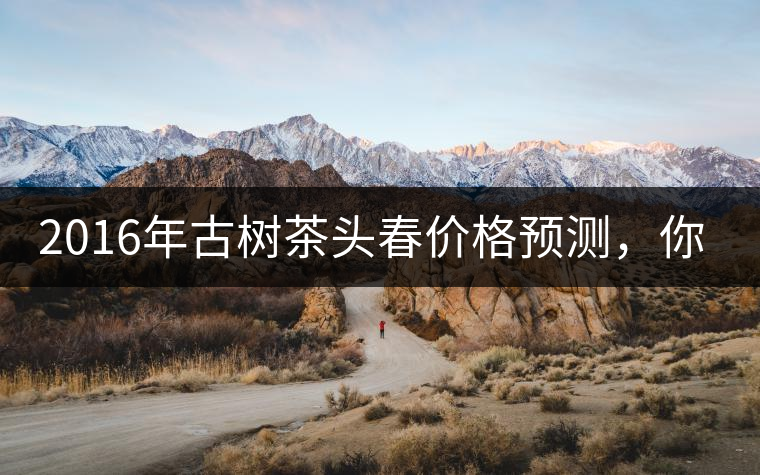 2016年古樹茶頭春價格預(yù)測，你怎么看？